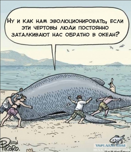 Юмор в нашей жизни