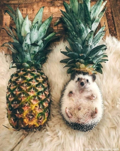 Юмор в нашей жизни