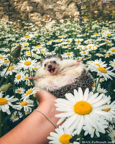 Юмор в нашей жизни
