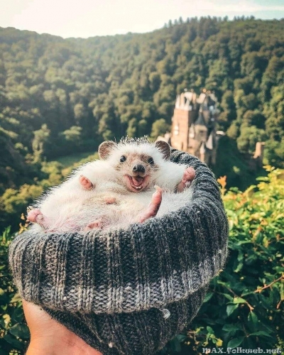 Юмор в нашей жизни