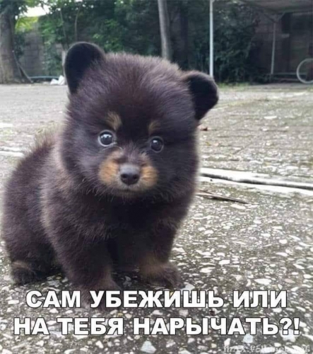 Юмор в нашей жизни