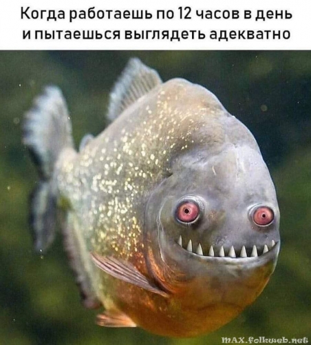 Юмор в нашей жизни
