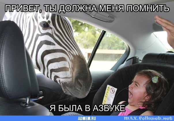 Зебра. Юмор. Ребенок