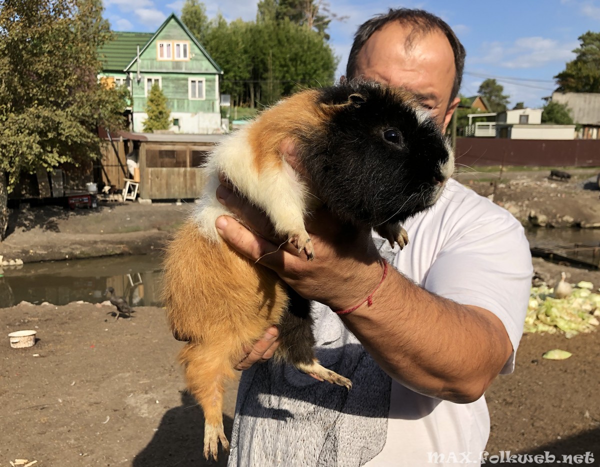 Гигантская морская свинка на руках
